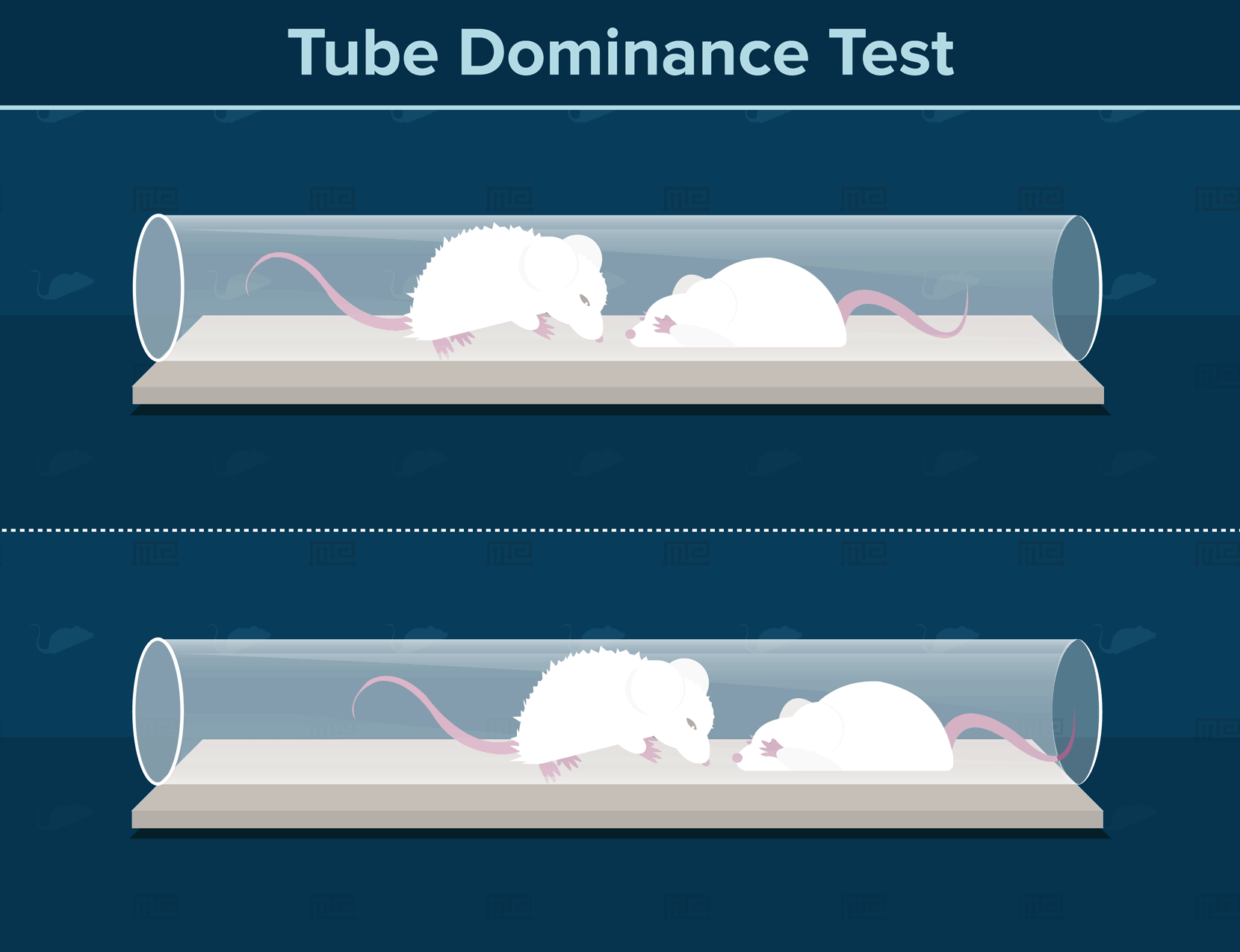 VisuTube 动物社会支配实验系统