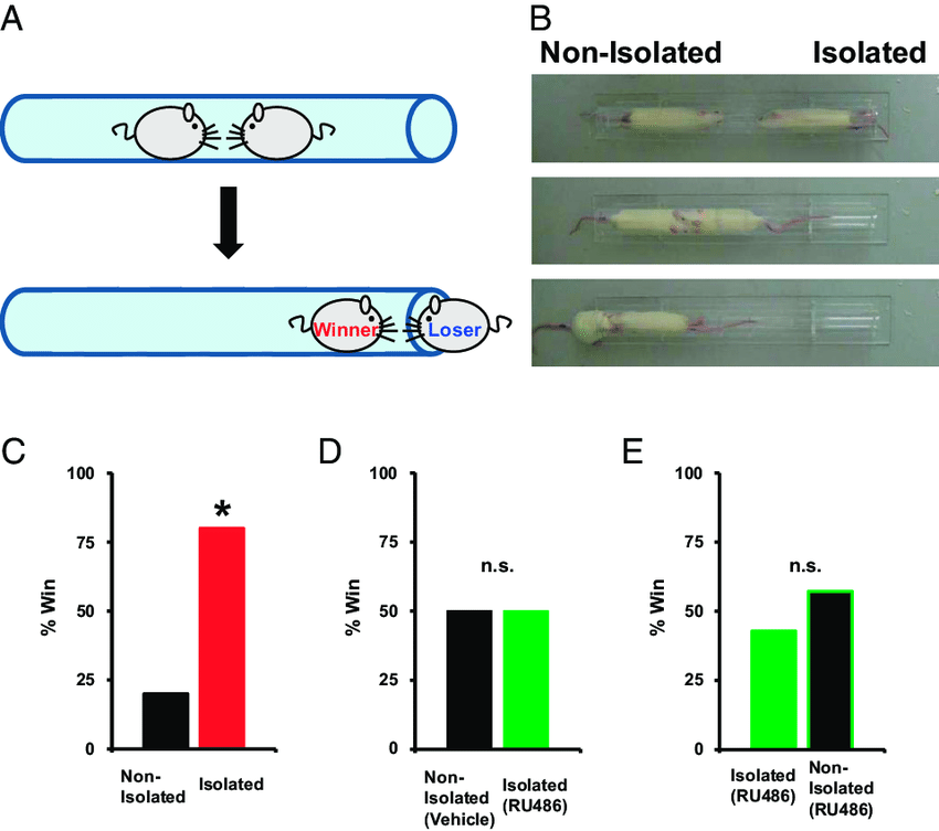 Social-isolation-enhances-social-dominance-A-Schematic-of-the-tube-test-In-this.png